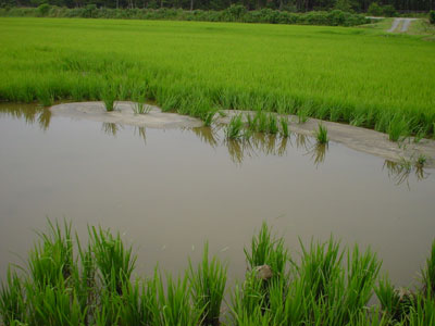 水田に見られる液状化（その３）