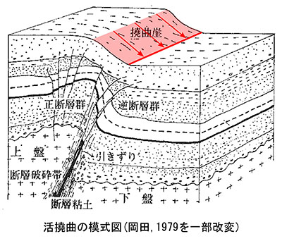 活撓曲の模式図