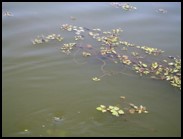 写真：浮葉植物