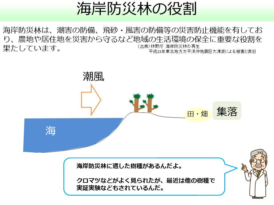 海岸保安林の役割